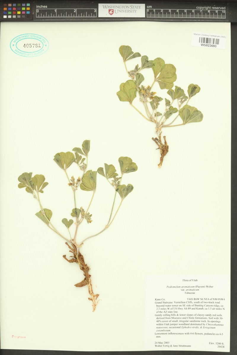 Pediomelum aromaticum var. aromaticum photo 6
