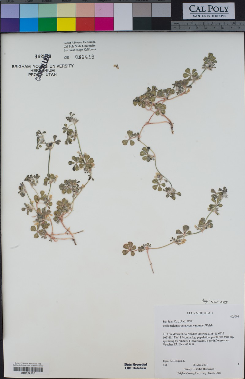 Pediomelum aromaticum var. tuhyi