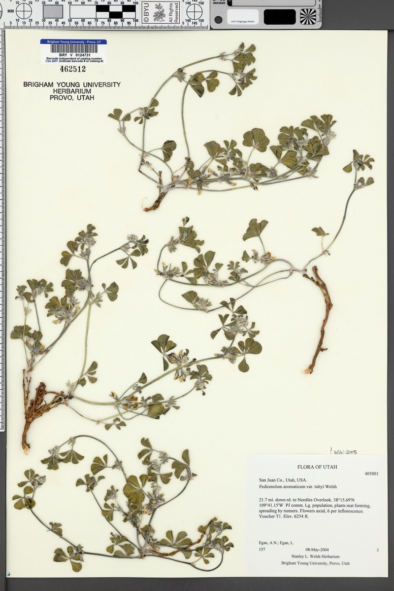 Pediomelum aromaticum var. tuhyi photo 2