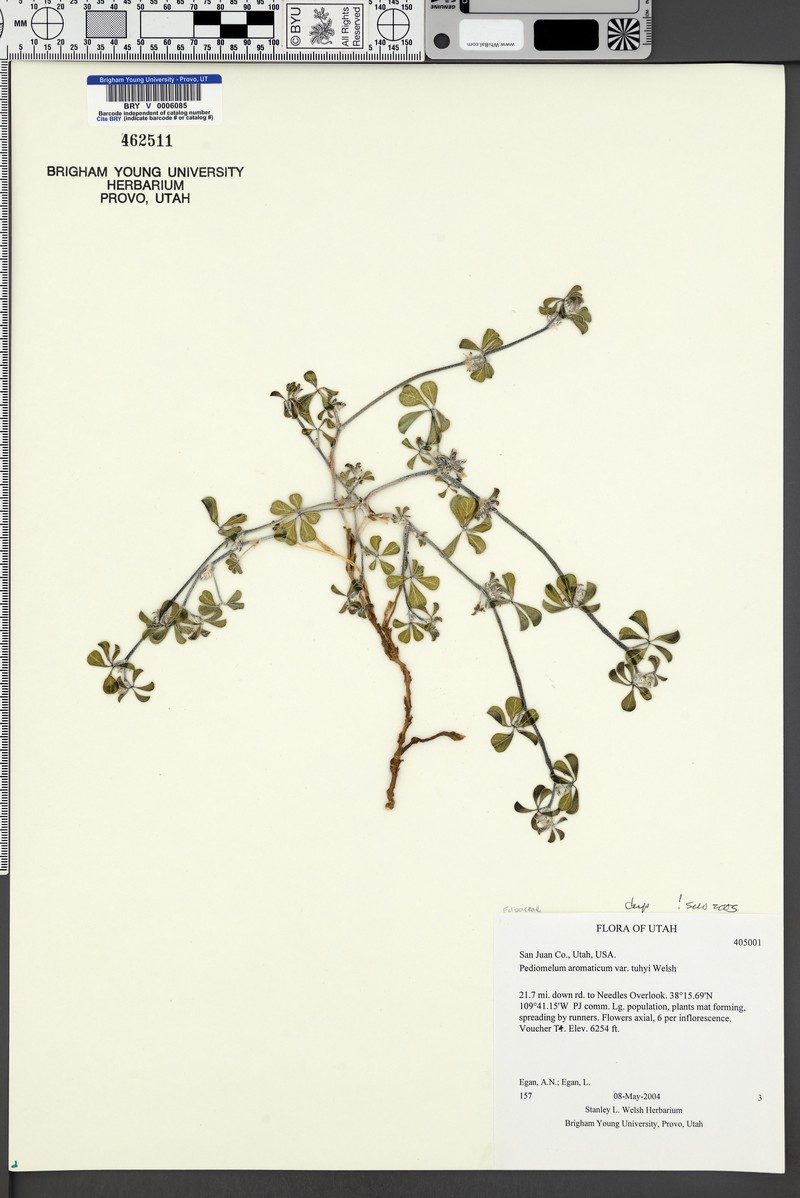 Pediomelum aromaticum var. tuhyi photo 3