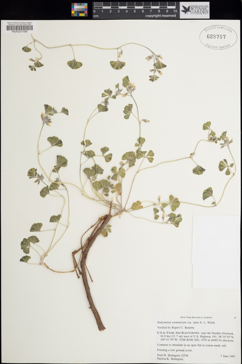 Pediomelum aromaticum var. tuhyi photo 4