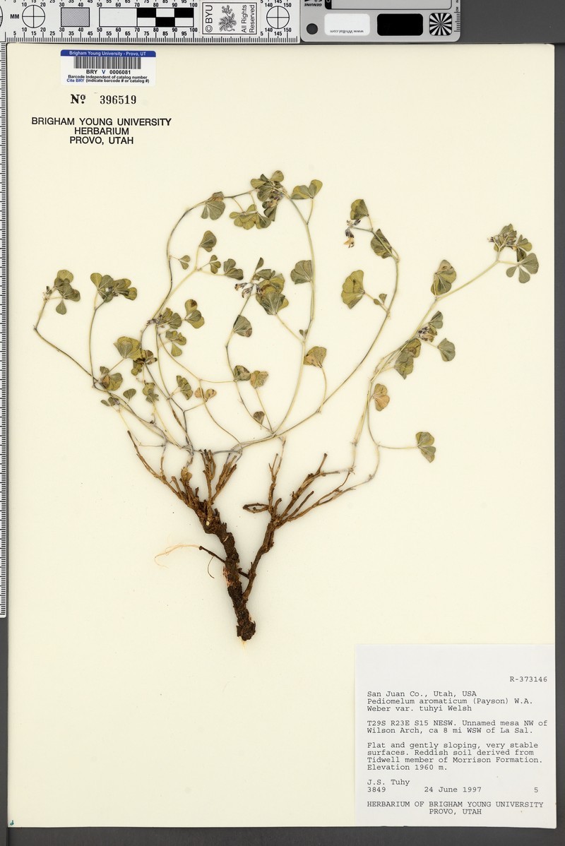 Pediomelum aromaticum var. tuhyi photo 5