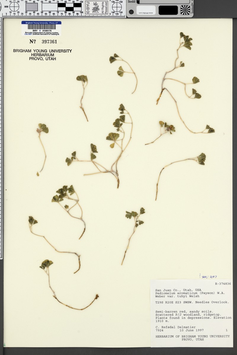 Pediomelum aromaticum var. tuhyi photo 6