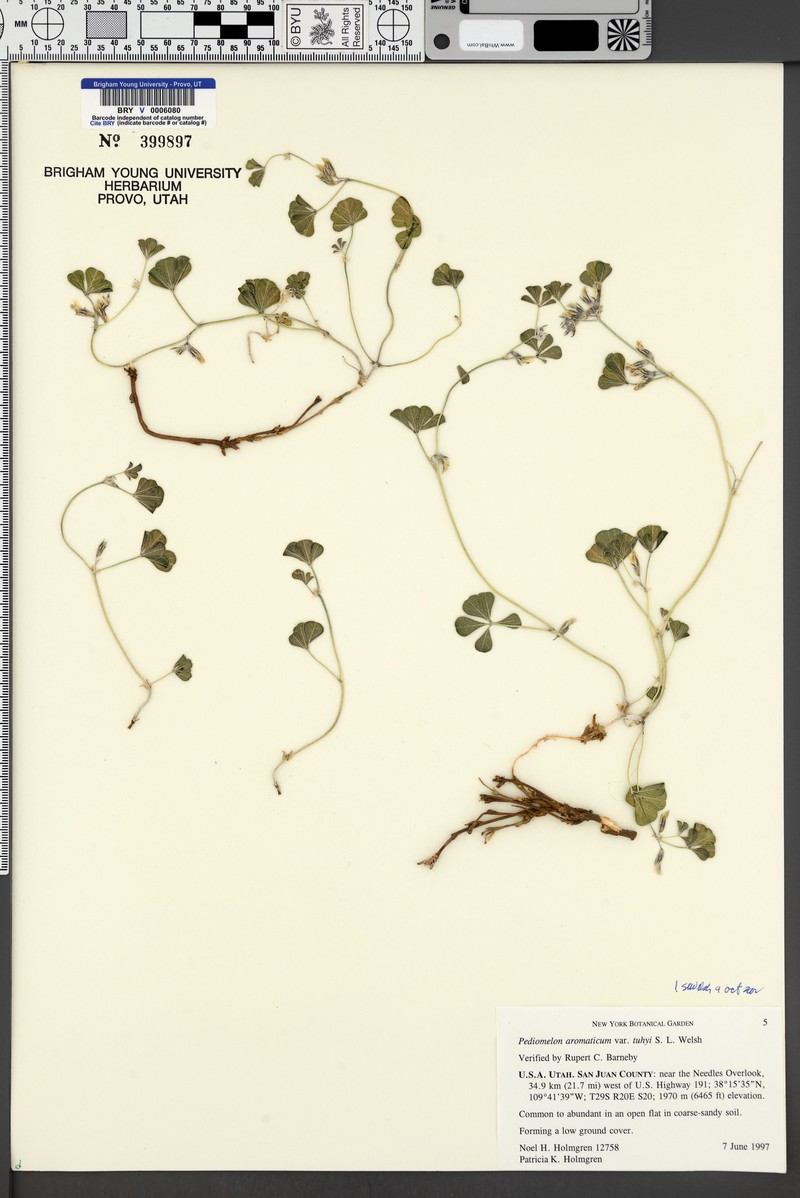 Pediomelum aromaticum var. tuhyi photo 7