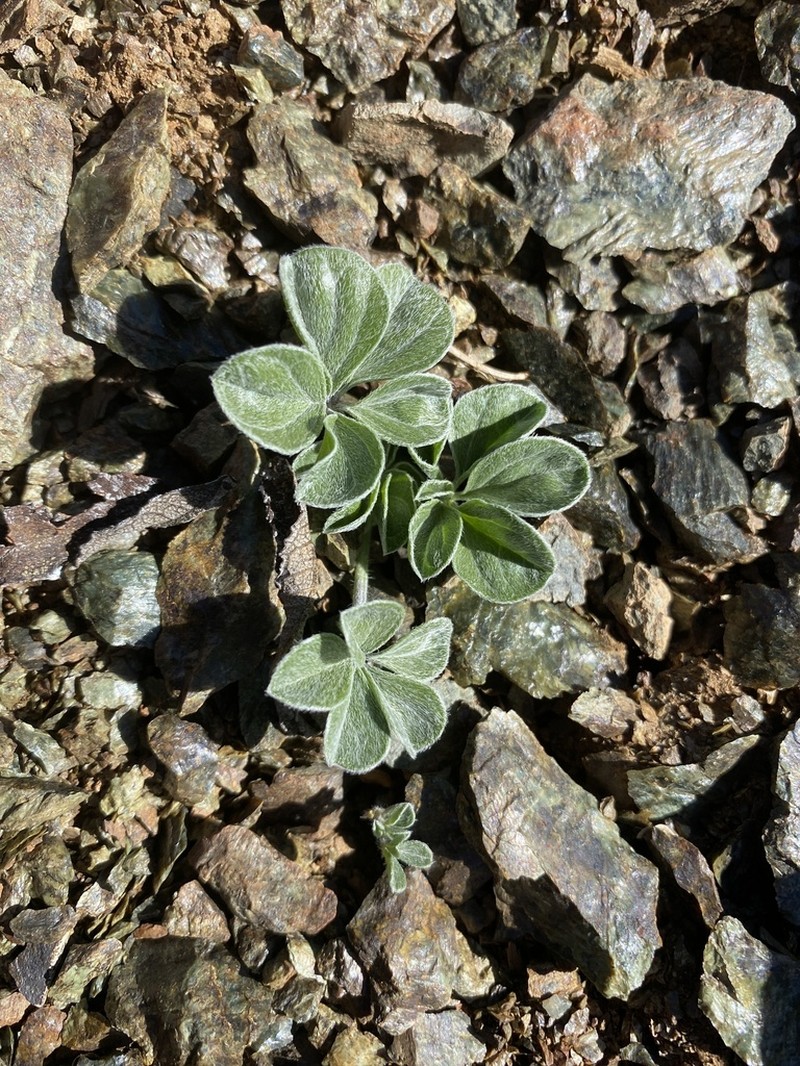 California Indian Breadroot