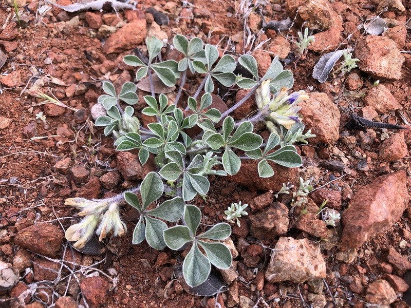 California Indian Breadroot photo 2