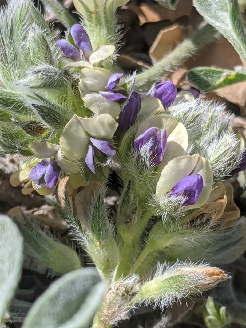 California Indian Breadroot photo 3