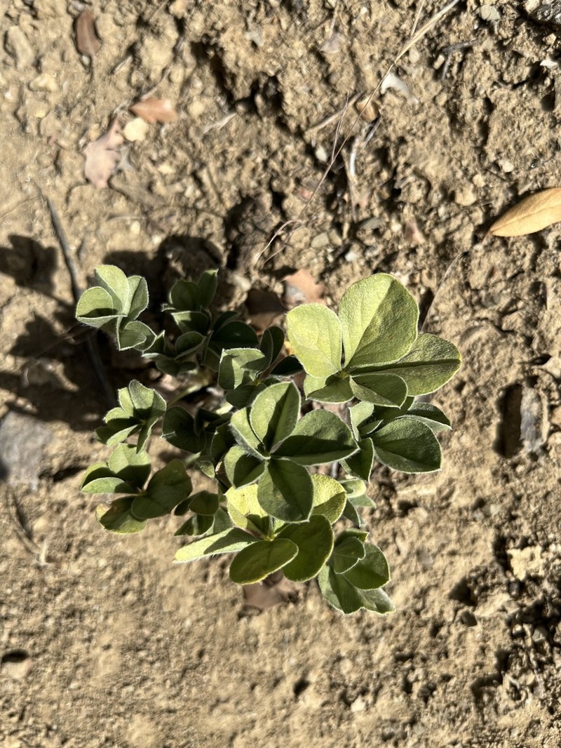 California Indian Breadroot photo 4