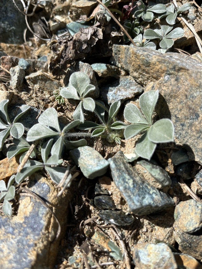 California Indian Breadroot photo 5
