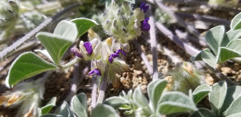 California Indian Breadroot photo 6
