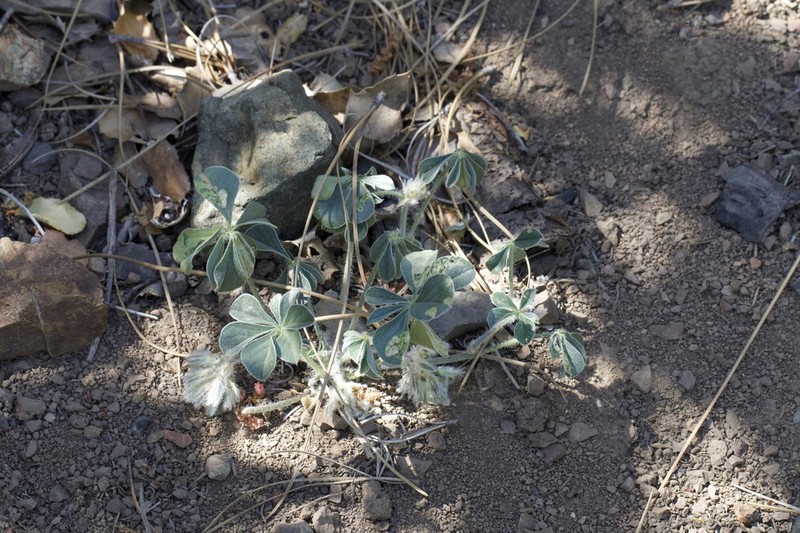 California Indian Breadroot photo 7