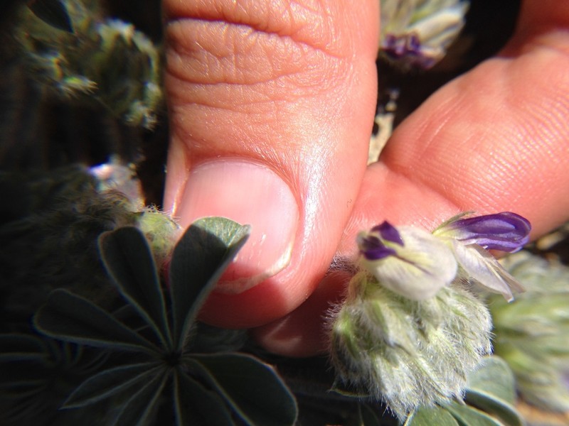 California Indian Breadroot photo 8