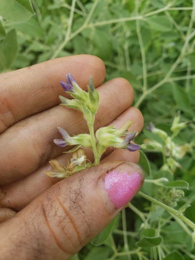 Buckroot