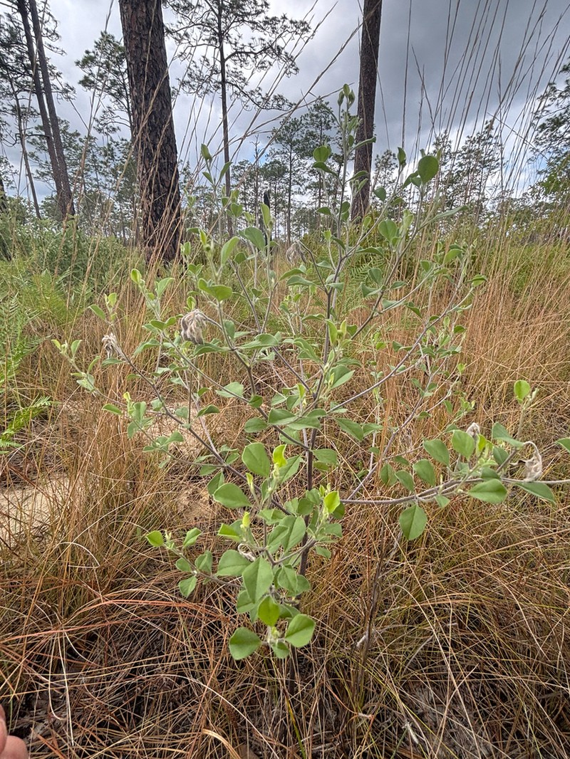 Buckroot photo 2