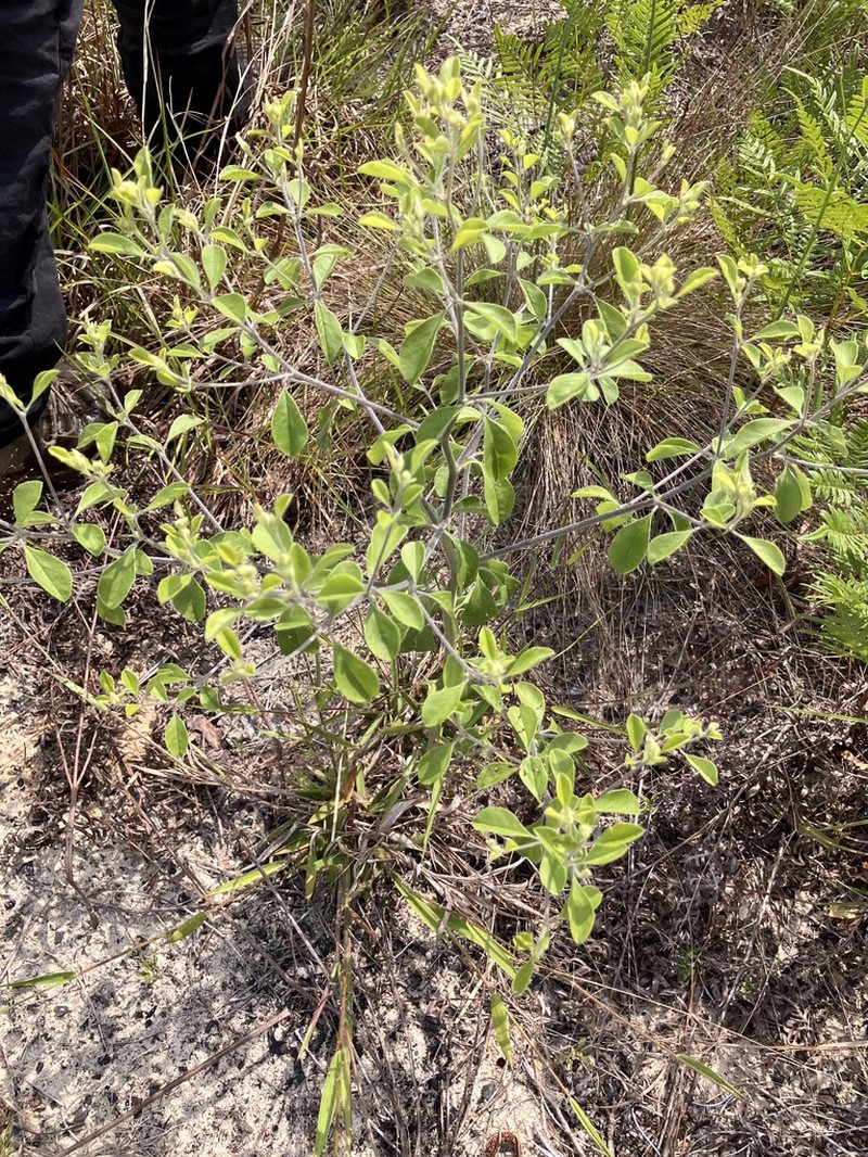 Buckroot photo 4