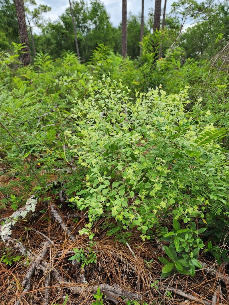 Buckroot photo 5