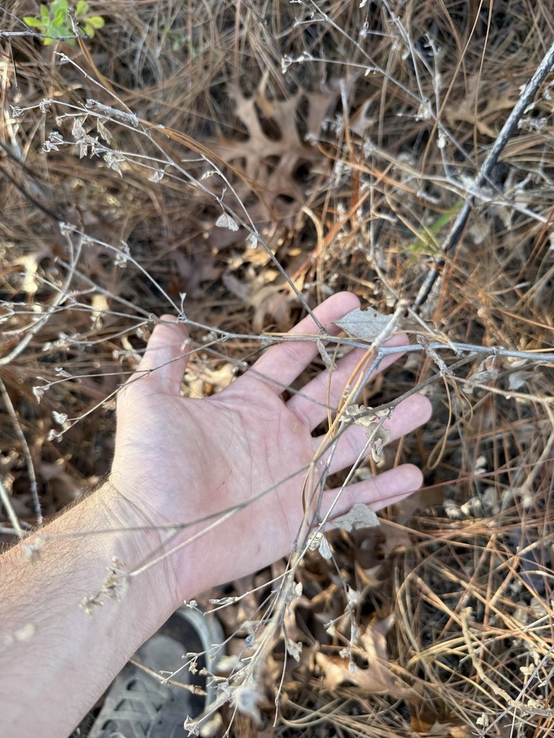 Buckroot photo 6