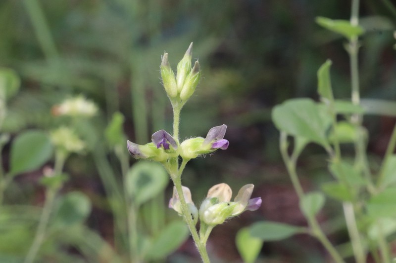 Buckroot photo 7
