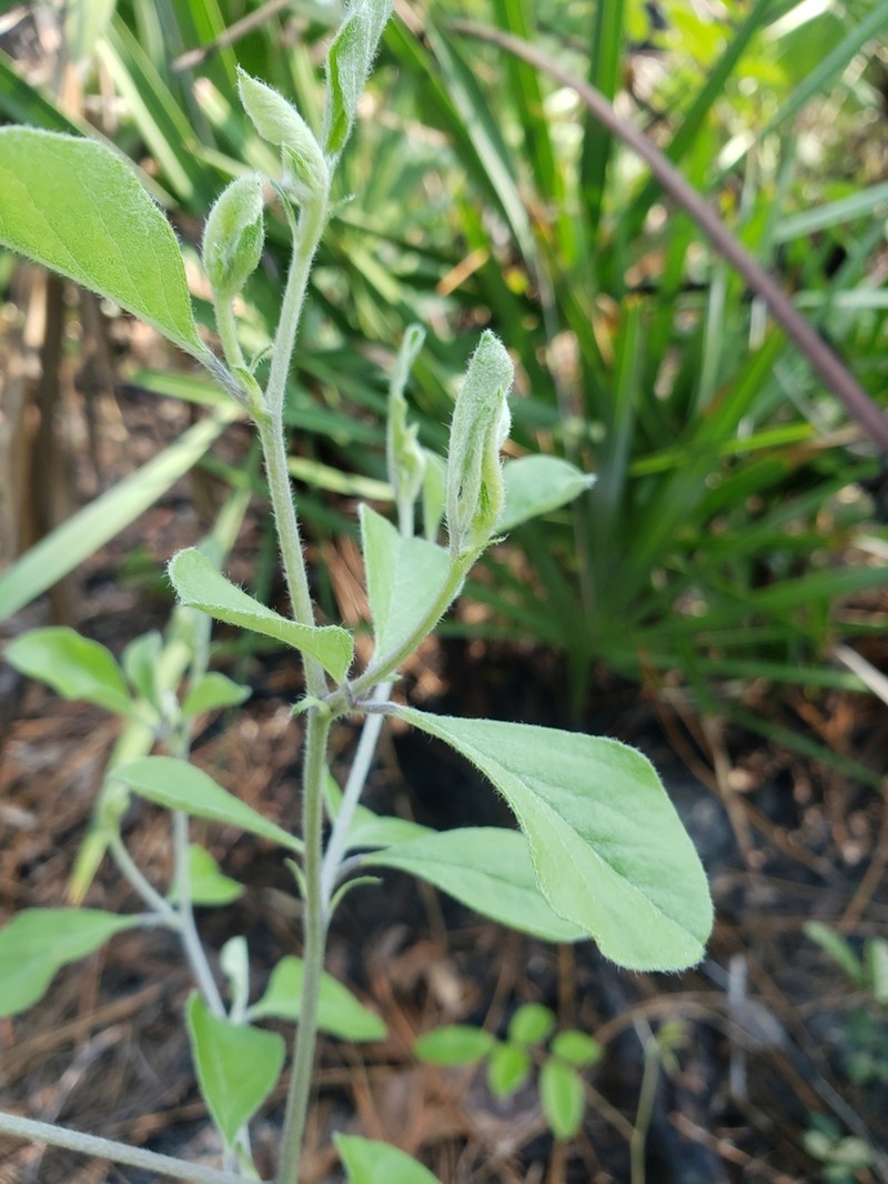 Buckroot photo 8