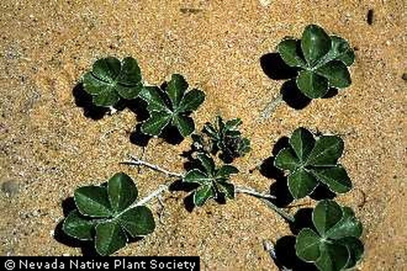 Beaver Indian Breadroot