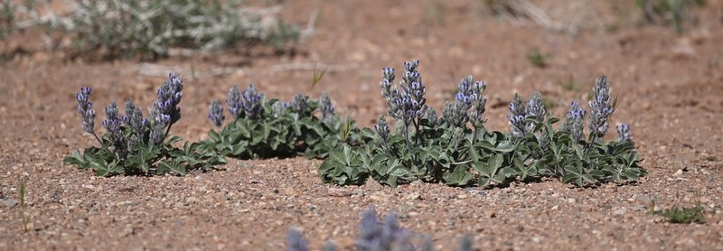 Beaver Indian Breadroot