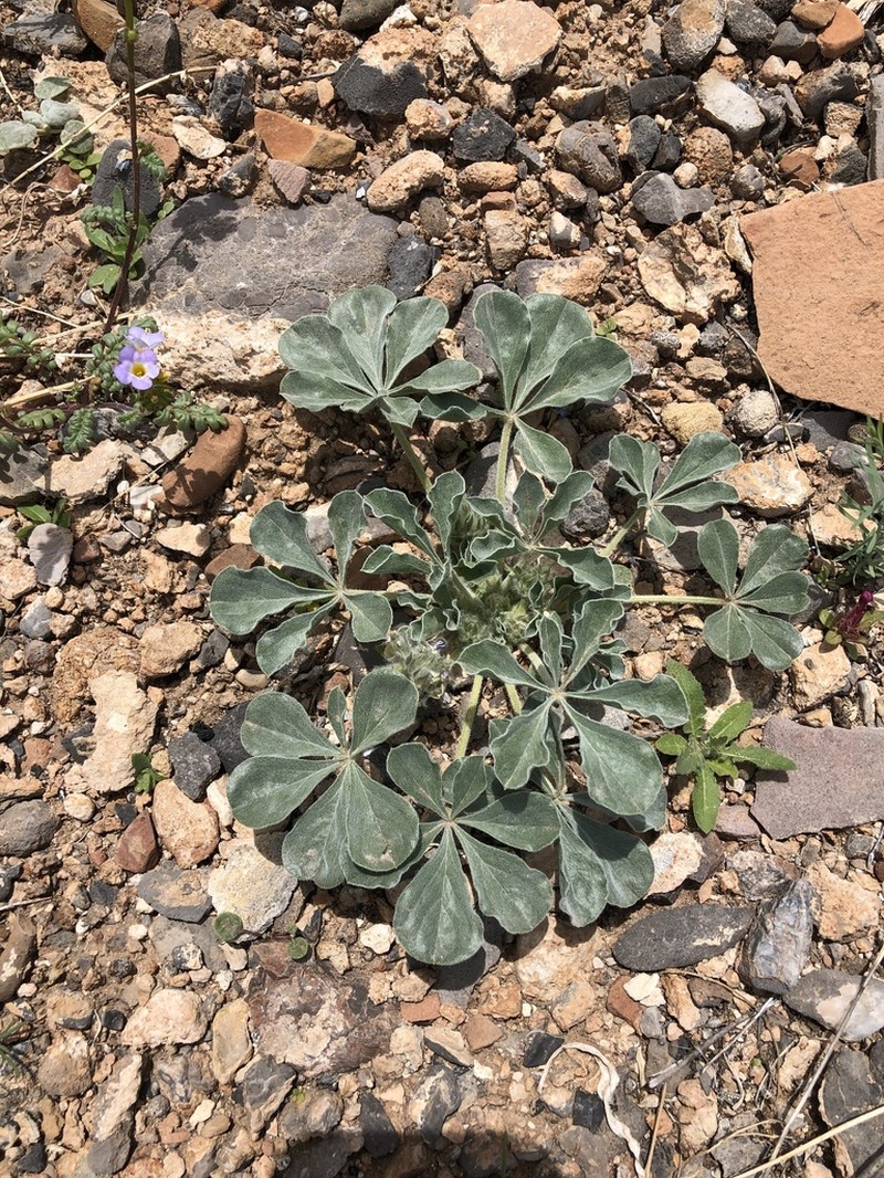 Beaver Indian Breadroot photo 3