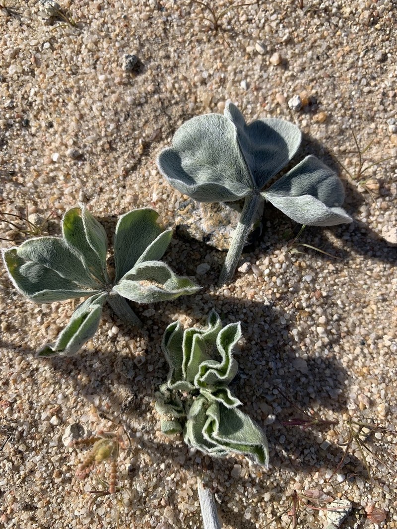 Beaver Indian Breadroot photo 4