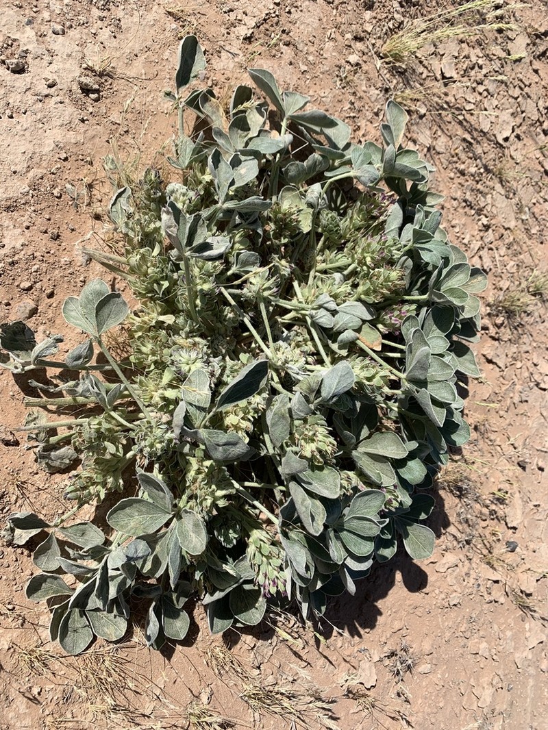 Beaver Indian Breadroot photo 5