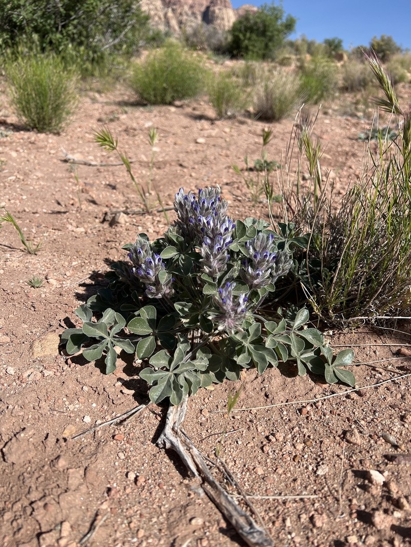 Beaver Indian Breadroot photo 7