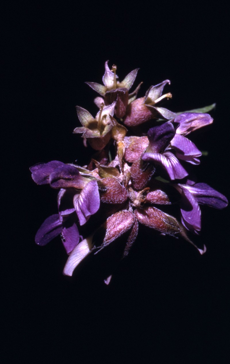 Largebract Indian Breadroot photo 3