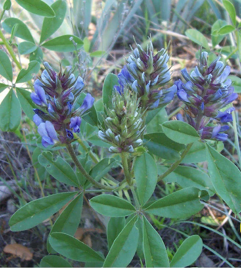 Largebract Indian Breadroot