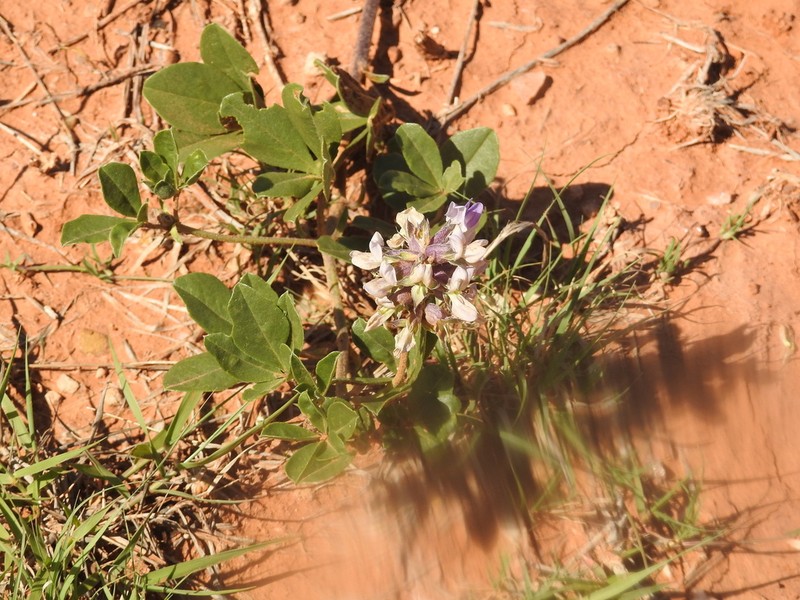 Largebract Indian Breadroot photo 5