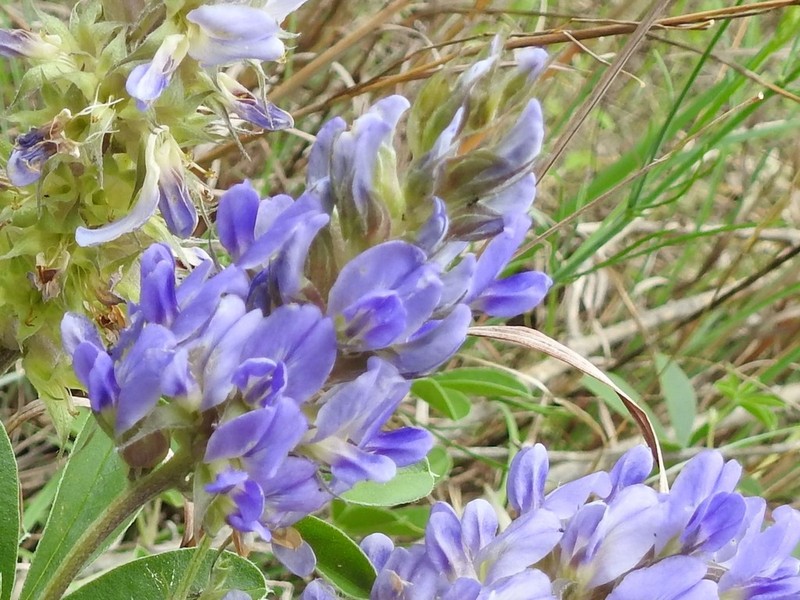 Largebract Indian Breadroot photo 6