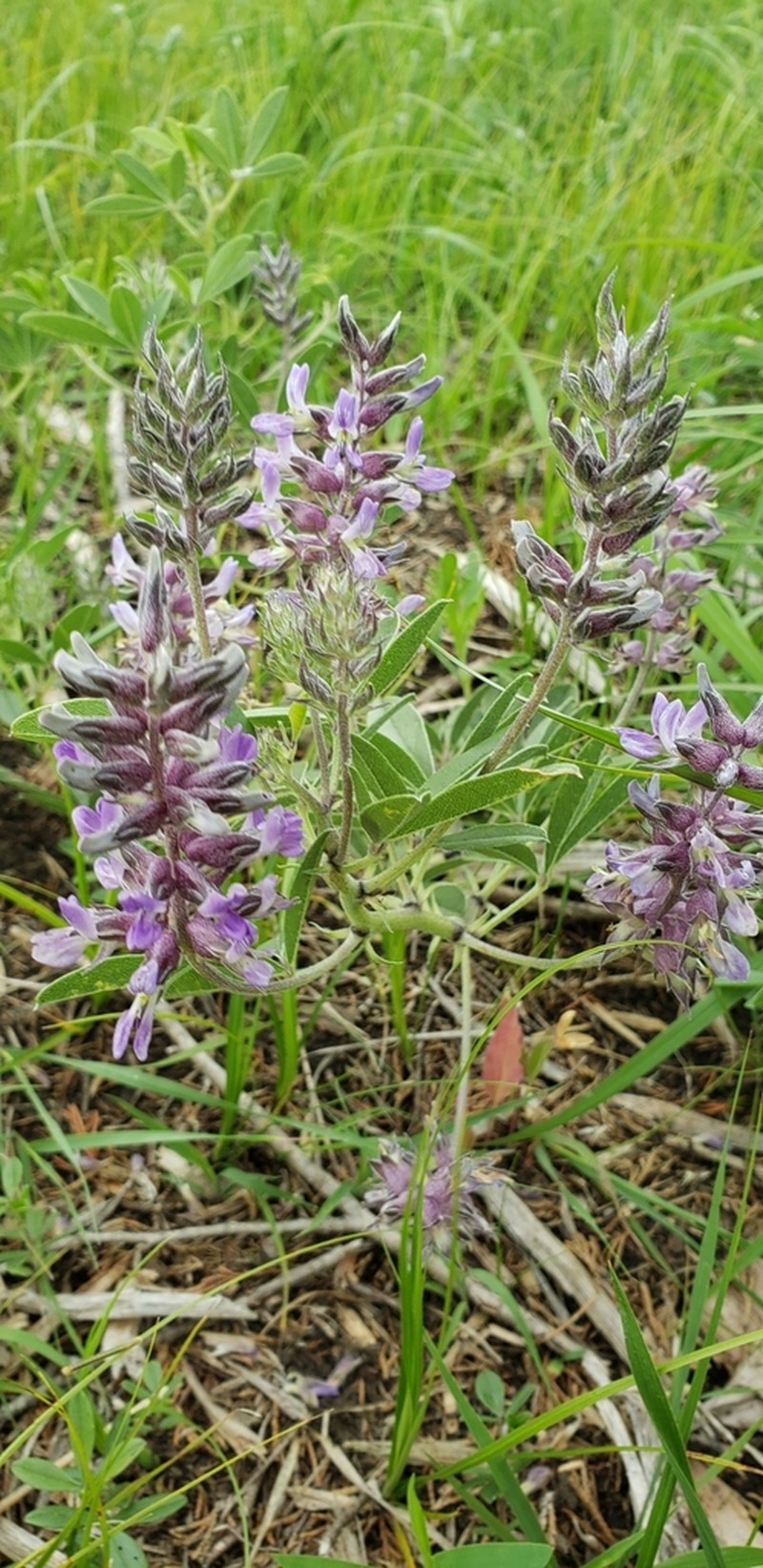 Largebract Indian Breadroot photo 7