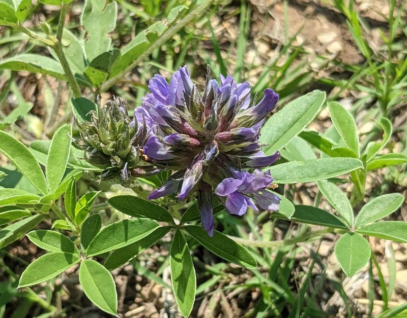 Largebract Indian Breadroot photo 8