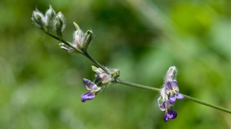 Palmleaf Indian Breadroot