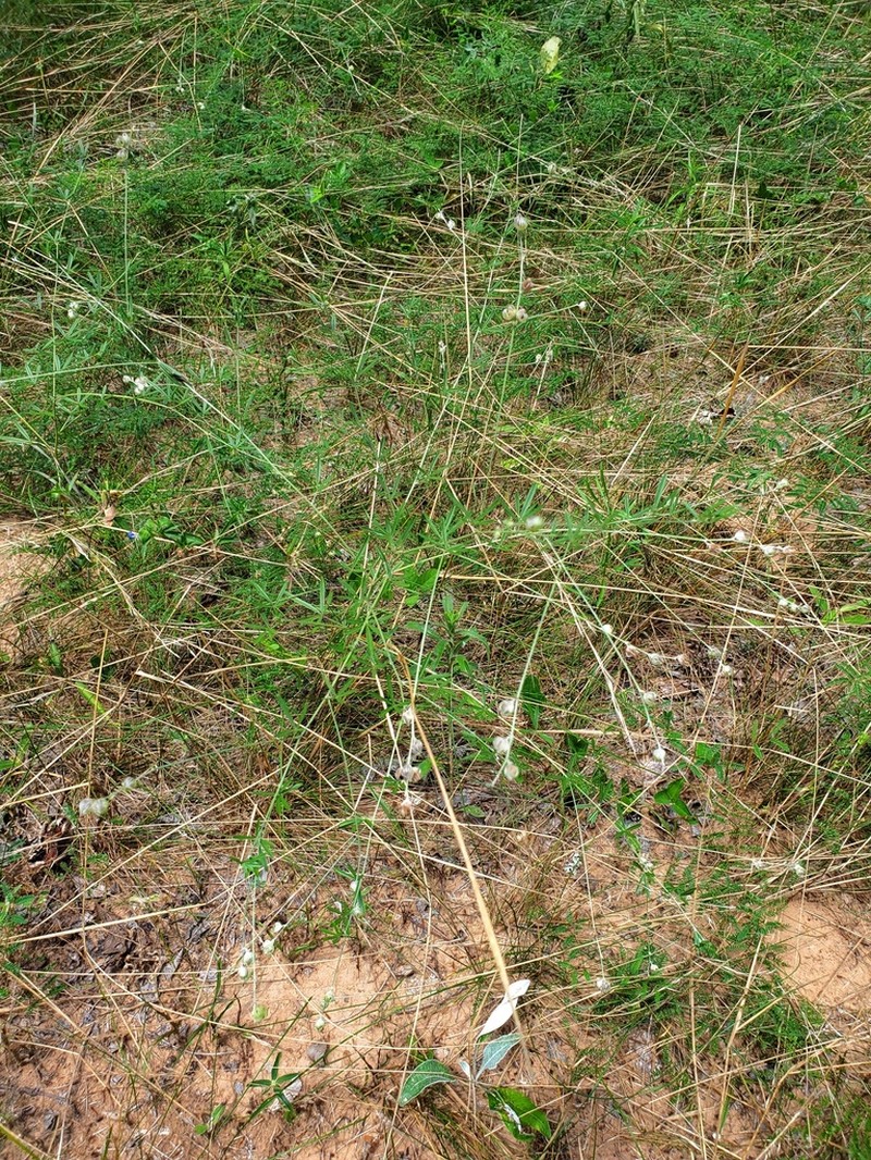 Palmleaf Indian Breadroot photo 3
