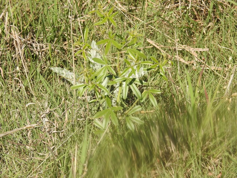 Palmleaf Indian Breadroot photo 4