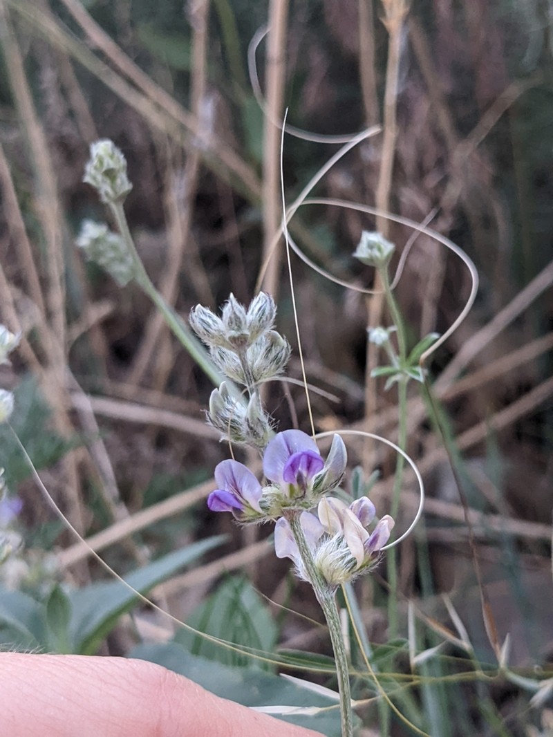 Palmleaf Indian Breadroot photo 5