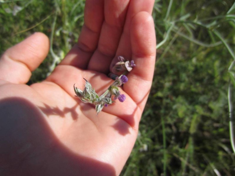 Palmleaf Indian Breadroot photo 7