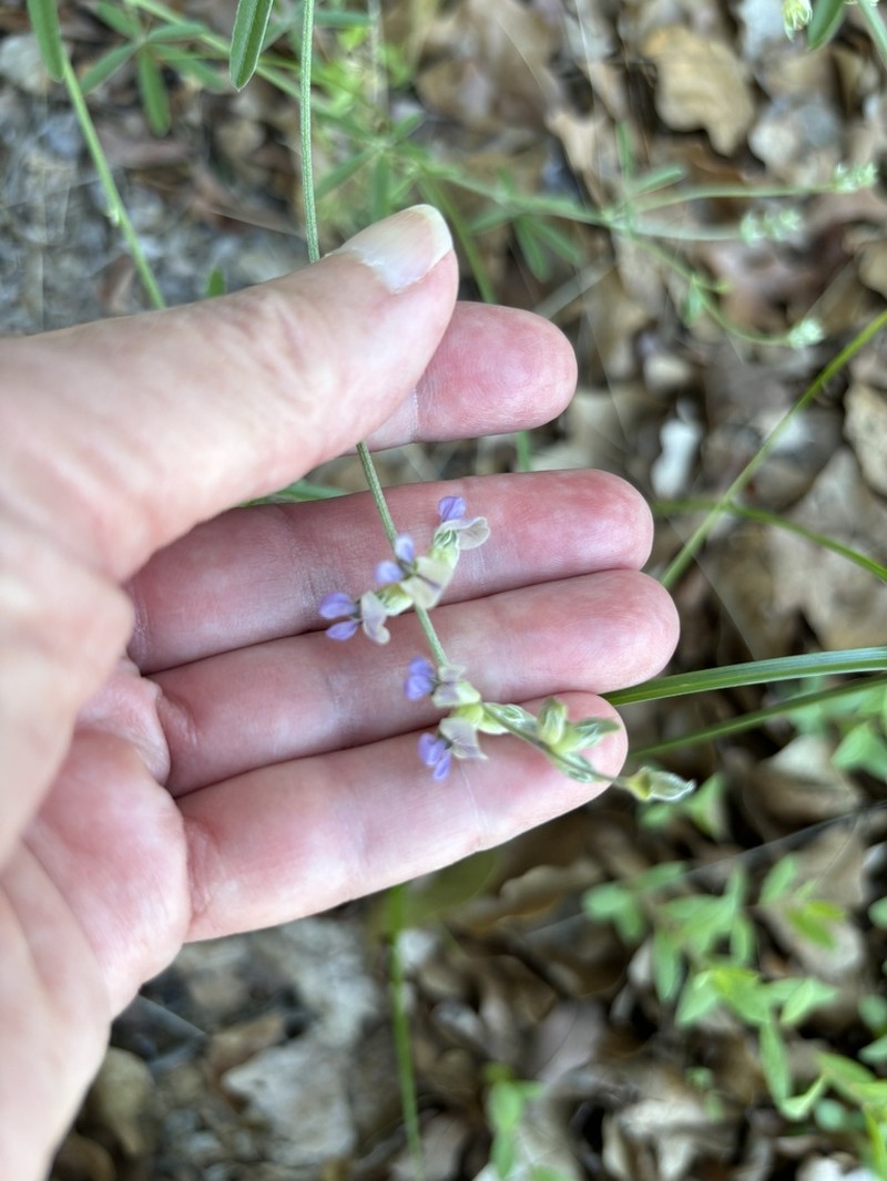 Palmleaf Indian Breadroot photo 8