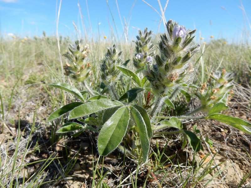 Large Indian Breadroot photo 5