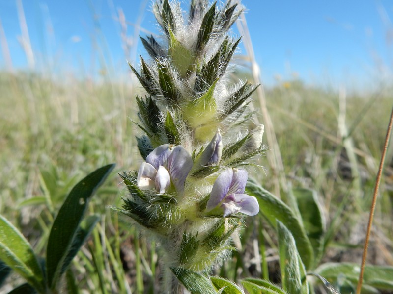 Large Indian Breadroot photo 6