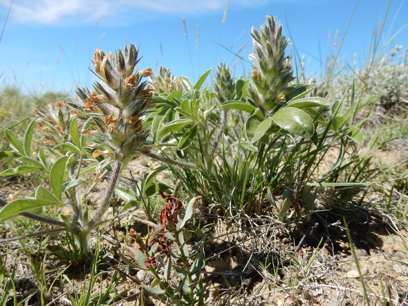 Large Indian Breadroot photo 7