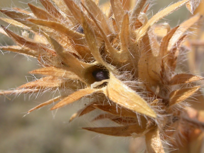 Large Indian Breadroot photo 2