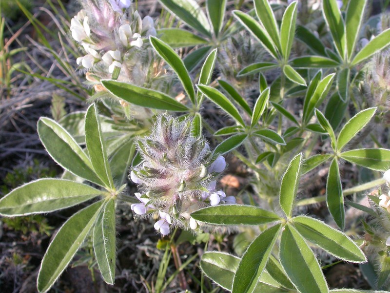 Large Indian Breadroot photo 3