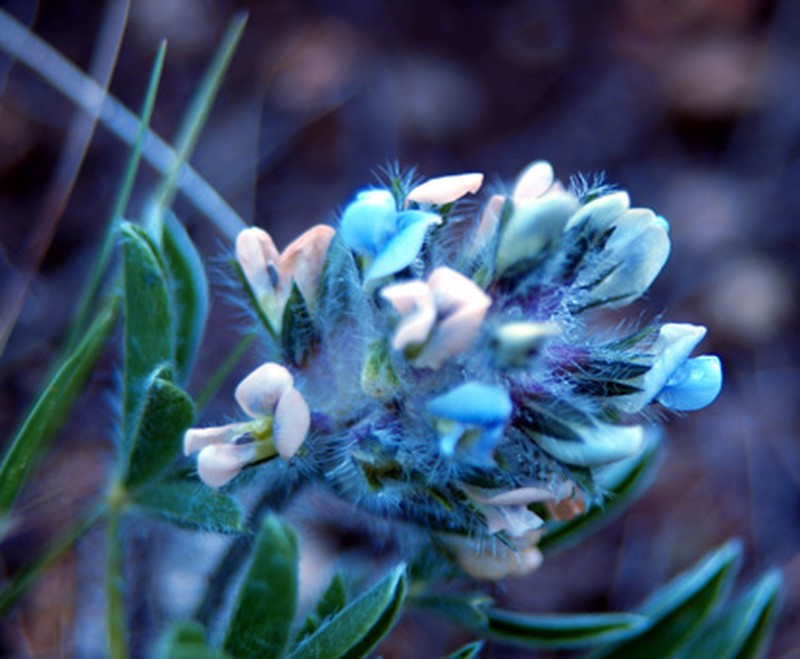 Large Indian Breadroot photo 4