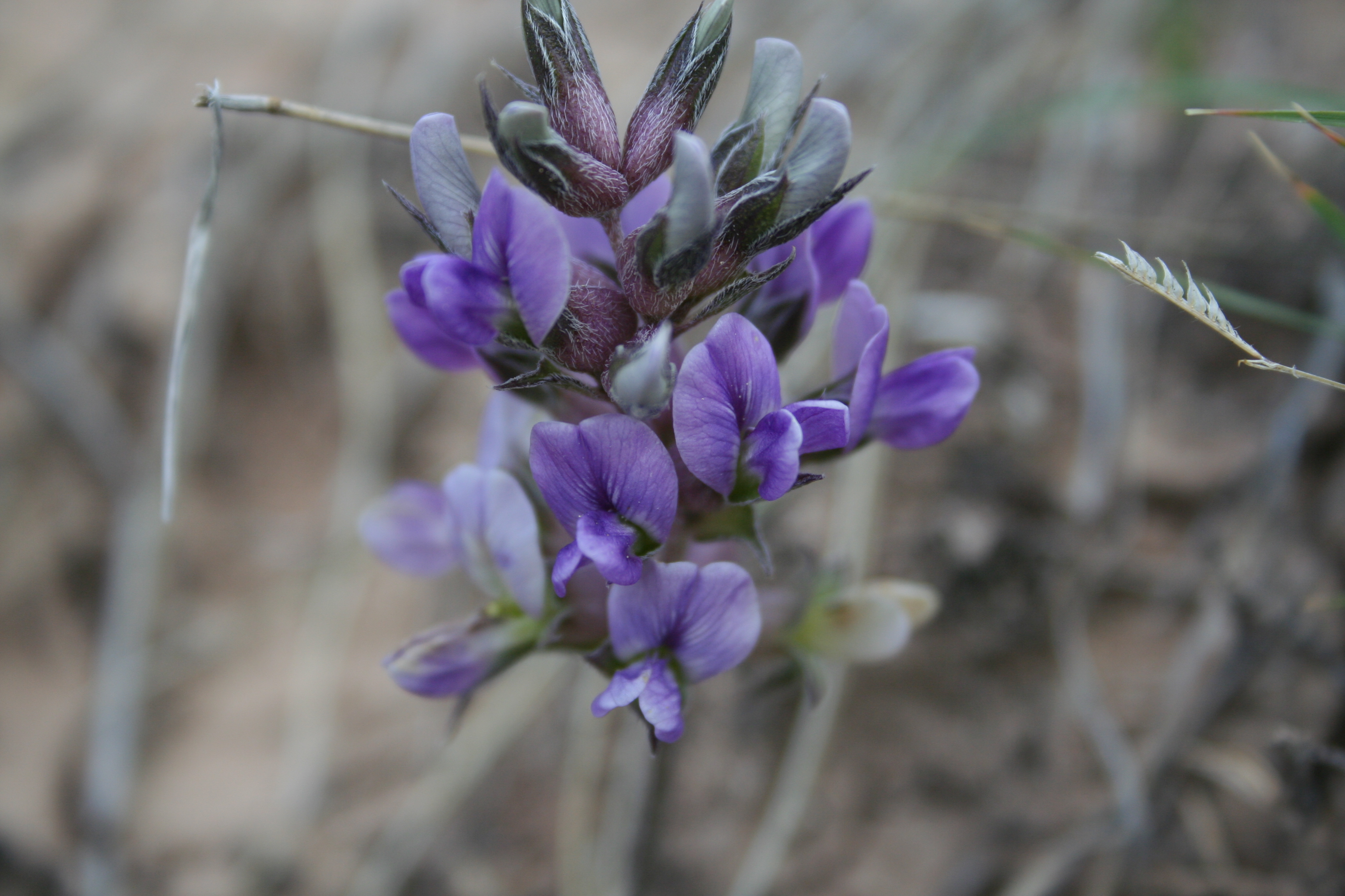 Large Indian Breadroot