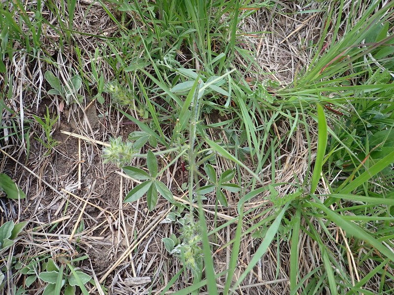 Large Indian Breadroot