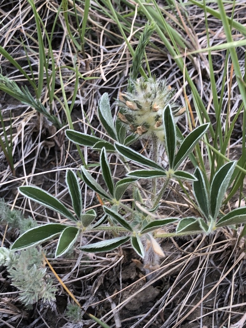 Large Indian Breadroot photo 2